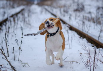 Beagle dog walking in the winter snowy forest