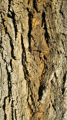 Close up detail of tree bark