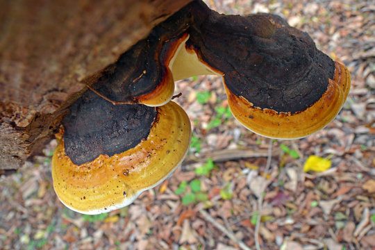 fomitopsis pinicola fungus