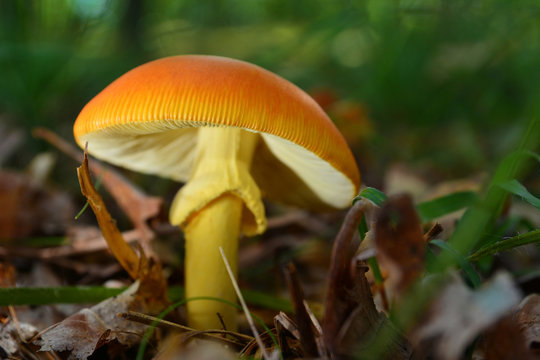  amanita caesarea mushroom