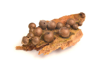 Lycogala epidendrum slime mold