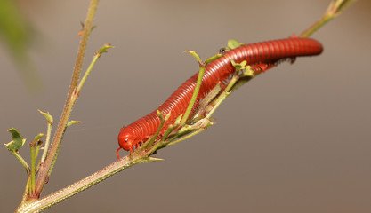 Red millipede
