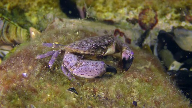 Jaguar round crab (Xantho poressa) on an algae-covered rock.
