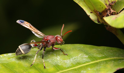Hornets are nesting