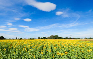 beautiful sunflower fields with moutain