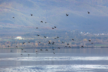 Birds over Lake Kerkini, Greece