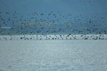 Landscape with birds on Lake Kerkini, Greece