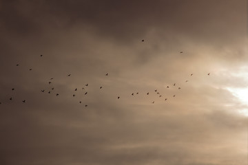Flock of birds in the colors of the sunrise