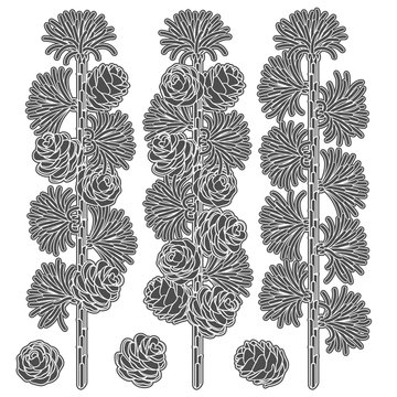 Set of black and white images of larch branches and cones. Isolated vector objects on white background.
