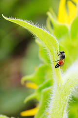 Bee sitting on green leaf