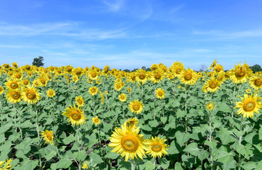 beautiful sunflower fields with cloudy and blue sky