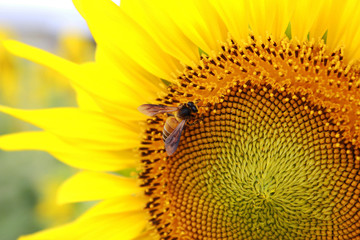 Bee collects nectar and pollinates sunflower