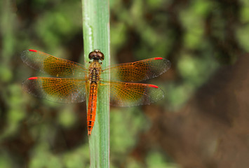 dragonfly on the green leaves
