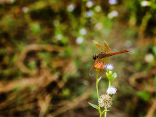 dragonfly sitting on the flower