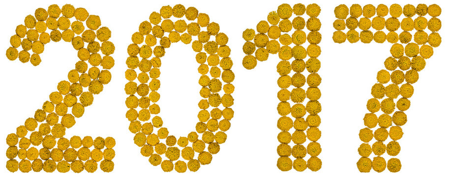 Numeral 2017 from yellow flower of tansy, isolated on white background