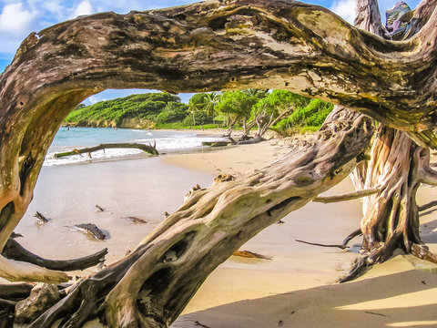 Tree trunk ripped from a tropical storm lying on the wild coast of Grande-Terre in Guadeloupe island, French Caribbean and French Antilles. Summer tropical storm season.
