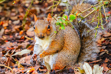 Squirrel looking at camera in the Regent's Park of London