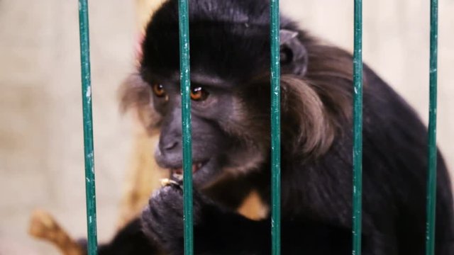 Monkey in the cage