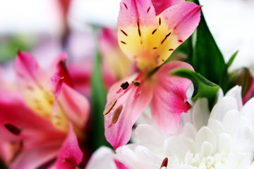 Fototapeta na wymiar plants for bouquets