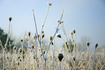 Frosted fennel on a wild meadow