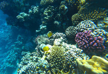 Fototapeta na wymiar fish butterfly and coral reef