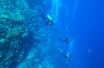 divers in the sea
