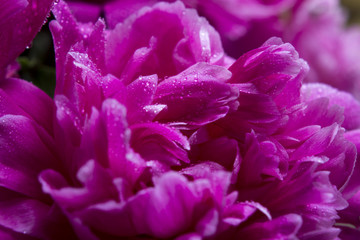  petals pink peony