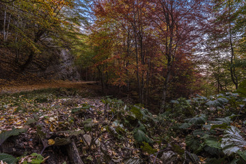 Foreste Casentinesi - UNESCO heritage Italy