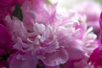  petals pink peony