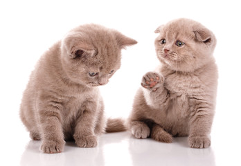 Lovely pair of Scottish kittens on a white background.