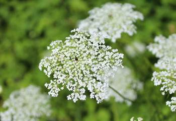 Queen Annes Lace close up
