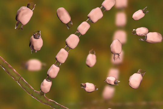 Fungi Coccidioides immitis, saprophytic stage, 3D illustration showing fungal arthroconidia. Pathogenic fungi that reside in soil and can cause infection coccidioidomycosis, or Valley fever