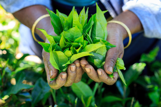 Cueuille de thé dans les plantations du sri lanka
