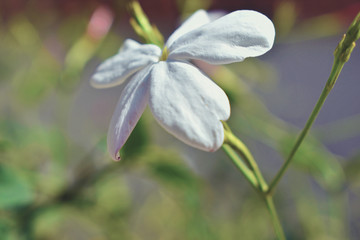 Obraz premium jasmines 