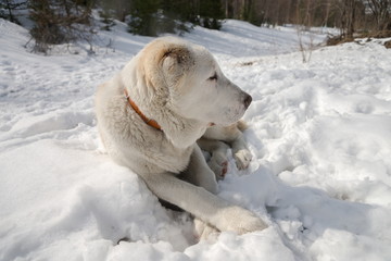 Пёс, породы Алабай ( 7 месяцев) лежит на снегу.