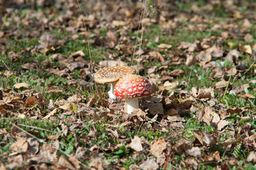 Muchomory © michalsen