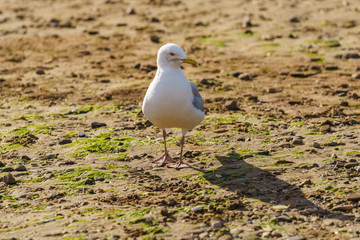 A grumpy seagull walking through Exmouth harbour in low tide. Exmouth, Devon, England, UK
