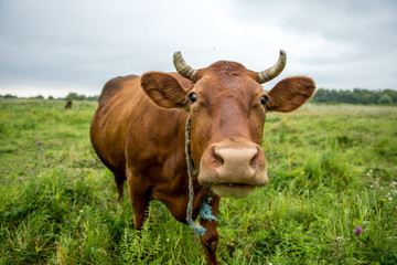cow on meadow