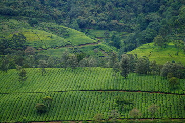 The Green Carpet of Tea
