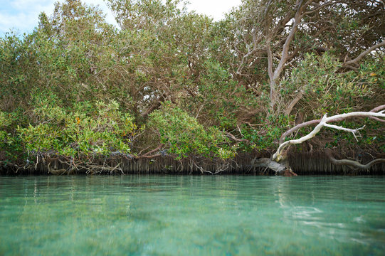 Mangrove trees along the sea