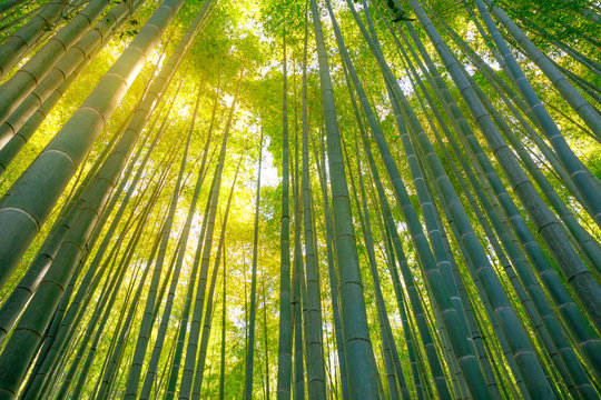 Green bamboo background. Bottom view of grove of bamboo garden in surreal sunlit. Take-dera  Temple in Kamakura, Japan. Meditative concept.