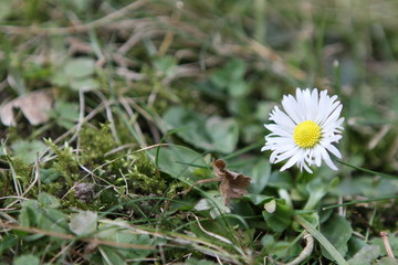 G&auml;nsebl&uuml;mchen