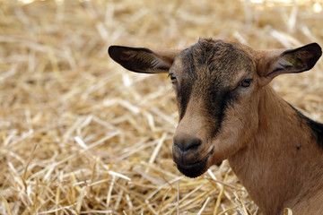 close-up of the camosciata goat of the Alps