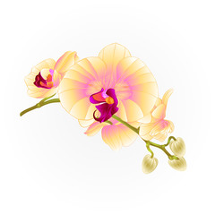 Fototapeta na wymiar Stem orchids flowers yellow Phalaenopsis tropical plant vintage vector botanical illustration for design editable hand draw