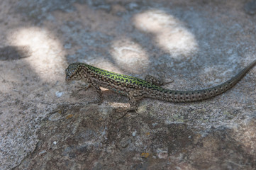 Podarcis pityusensis
