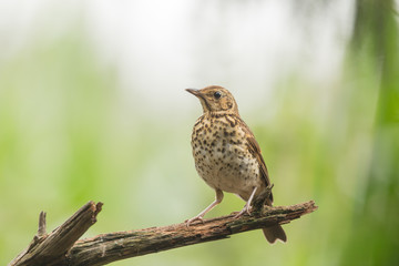 Song thrush