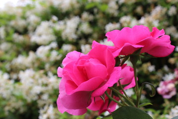 rosa rosa con sfondo di gelsomino