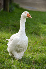 White goose with orange beak stands on green grass