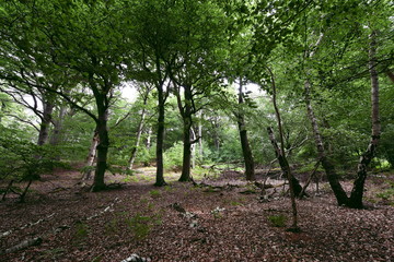 Urwald Insel Vilm, Biosphärenreservat