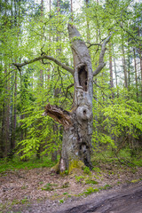 Forest on the Baltic Sea coast in Pomerania region of Poland